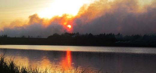 A prescribed fire being used for landscape management near a lake in Madison, South Dakota