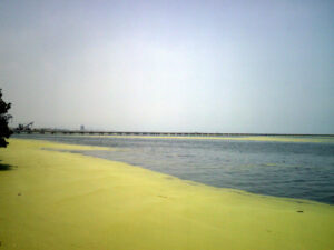 lime green phytoplankton bloom that shows how invader species can thrive