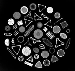 Photomicrograph depicting the siliceous frustules of fifty species of diatoms arranged within a circular shape. Diatoms form the base of many marine and aquatic food chains and upon death, their glassy frustules form sediments known as diatomaceous earth.