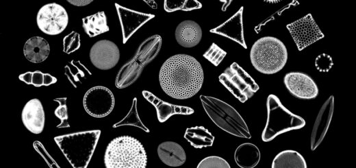 Photomicrograph depicting the siliceous frustules of fifty species of diatoms arranged within a circular shape. Diatoms form the base of many marine and aquatic food chains and upon death, their glassy frustules form sediments known as diatomaceous earth.