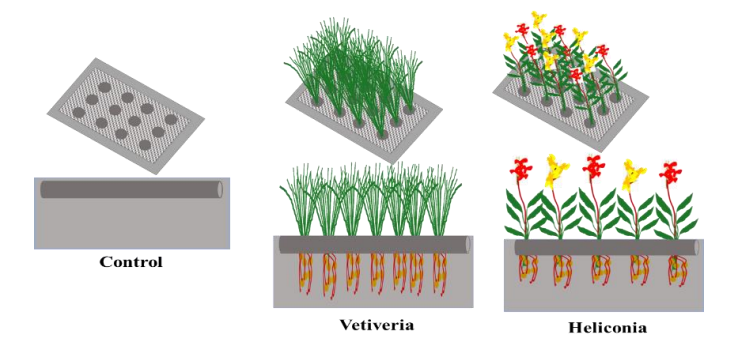 chematic of constructed floating wetlands (CFWs) and the treatment setting 