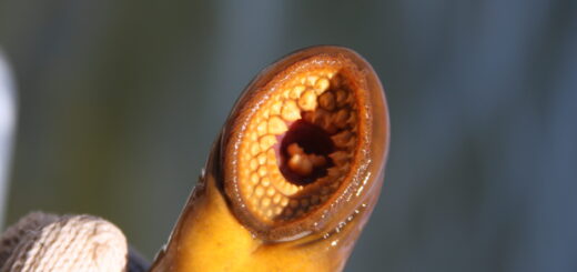 Sea Lamprey