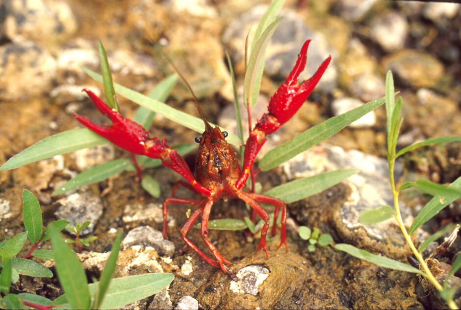 Photo of a red swamp crayfish, the same species studied as a potential bioindicator of microplastic pollution.