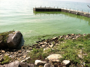 Algal bloom in Lake Erie caused by nitrogen and phosphorous loading, Kelley's Island. October 16, 2011.