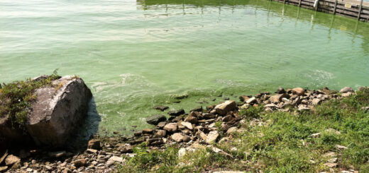 Algal bloom in Lake Erie, Kelley's Island. October 16, 2011.