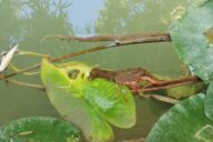 Red swamp crawfish