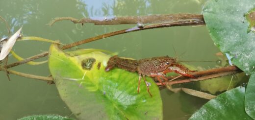 Red swamp crawfish