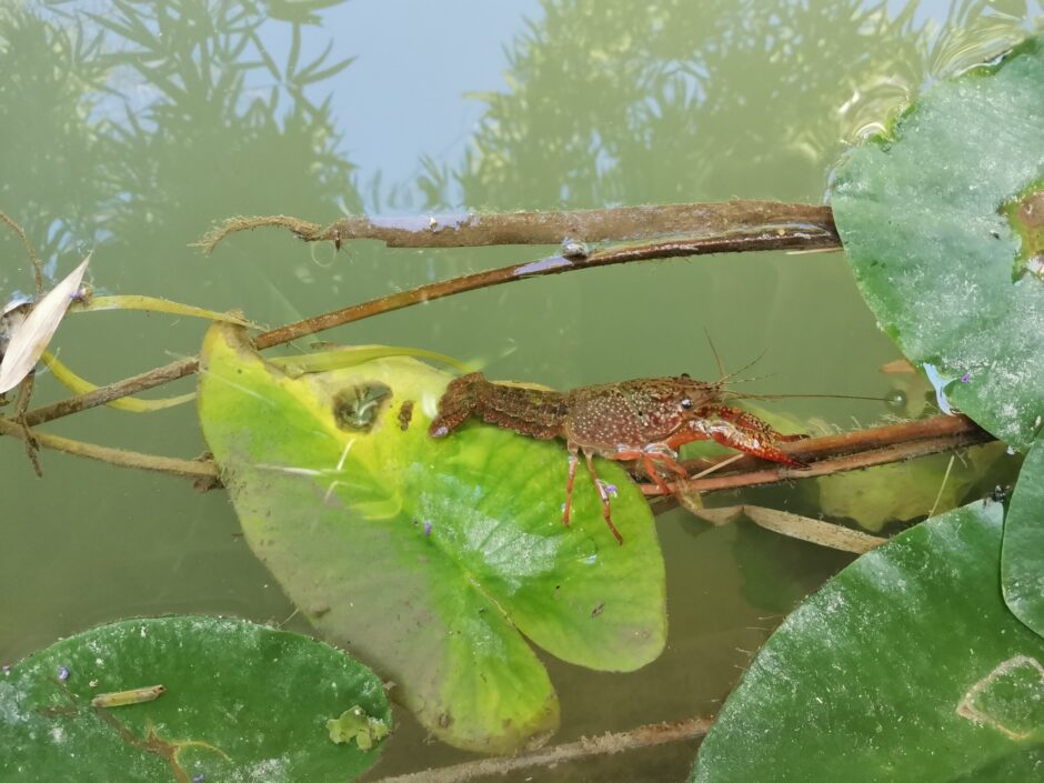 Red swamp crawfish (Credit: camilleprieur7 via iNaturalist <a href="https://creativecommons.org/licenses/by-nc/4