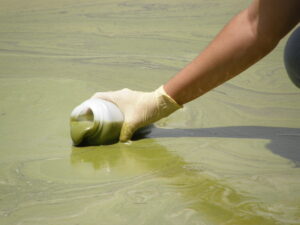 Green algal bloom forming a thick surface layer in Lake Dora, Florida. 