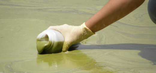 Green algal bloom forming a thick surface layer in Lake Dora, Florida.