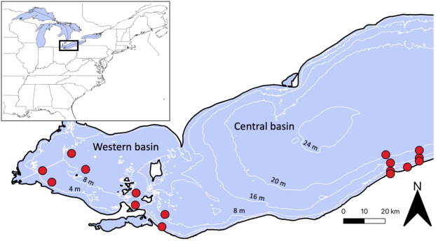 Phytoplankton sampling locations in the Lake Erie’s western basin (1995–2015) and central basin (2000–2015). Sampling was conducted approximately biweekly in Ohio waters of both basins during late April though early October as part of the Lake Erie Plankton Abundance Study. Depth isoclines (white lines) are show at 4-meter intervals.