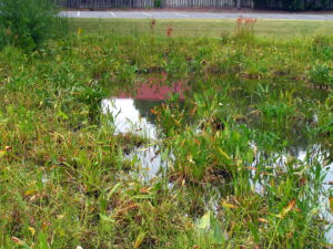 Urban Pond on the Edge of a Parking Lot