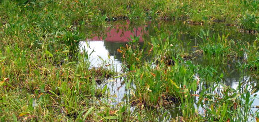 Urban Pond on the Edge of a Parking Lot