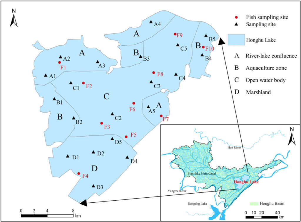 Location of Honghu Lake and the distribution of sampling sites. 